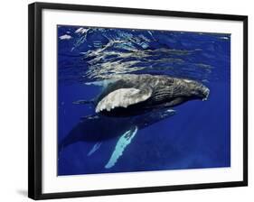 Humpback Whale Calf, Silver Bank, Domincan Republic-Rebecca Jackrel-Framed Premium Photographic Print