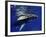 Humpback Whale Calf, Silver Bank, Domincan Republic-Rebecca Jackrel-Framed Premium Photographic Print