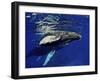 Humpback Whale Calf, Silver Bank, Domincan Republic-Rebecca Jackrel-Framed Photographic Print