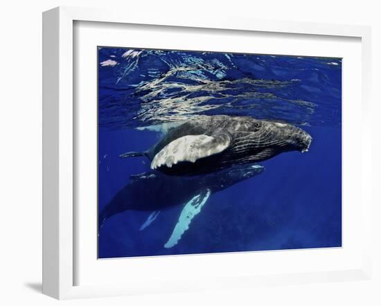 Humpback Whale Calf, Silver Bank, Domincan Republic-Rebecca Jackrel-Framed Photographic Print