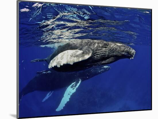 Humpback Whale Calf, Silver Bank, Domincan Republic-Rebecca Jackrel-Mounted Photographic Print