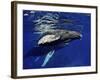 Humpback Whale Calf, Silver Bank, Domincan Republic-Rebecca Jackrel-Framed Photographic Print