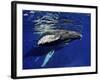 Humpback Whale Calf, Silver Bank, Domincan Republic-Rebecca Jackrel-Framed Photographic Print