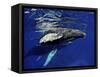 Humpback Whale Calf, Silver Bank, Domincan Republic-Rebecca Jackrel-Framed Stretched Canvas