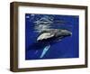 Humpback Whale Calf, Silver Bank, Domincan Republic-Rebecca Jackrel-Framed Photographic Print