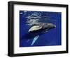 Humpback Whale Calf, Silver Bank, Domincan Republic-Rebecca Jackrel-Framed Photographic Print