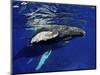 Humpback Whale Calf, Silver Bank, Domincan Republic-Rebecca Jackrel-Mounted Photographic Print