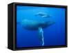 Humpback Whale Cow and Calf Underwater-Paul Souders-Framed Stretched Canvas
