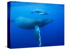 Humpback Whale Cow and Calf Underwater-Paul Souders-Stretched Canvas