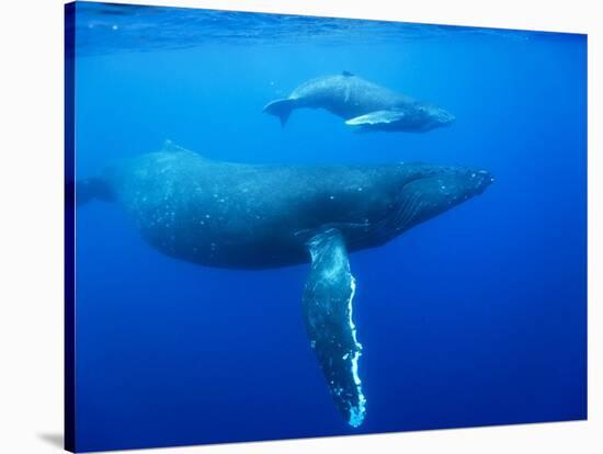 Humpback Whale Cow and Calf Underwater-Paul Souders-Stretched Canvas