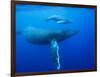 Humpback Whale Cow and Calf Underwater-Paul Souders-Framed Photographic Print