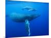 Humpback Whale Cow and Calf Underwater-Paul Souders-Mounted Photographic Print