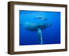Humpback Whale Cow and Calf Underwater-Paul Souders-Framed Photographic Print