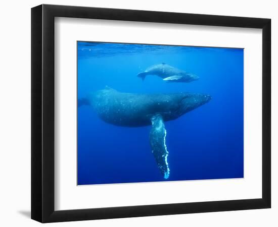 Humpback Whale Cow and Calf Underwater-Paul Souders-Framed Photographic Print