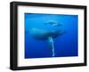 Humpback Whale Cow and Calf Underwater-Paul Souders-Framed Photographic Print