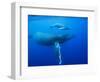 Humpback Whale Cow and Calf Underwater-Paul Souders-Framed Photographic Print