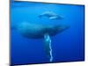 Humpback Whale Cow and Calf Underwater-Paul Souders-Mounted Photographic Print