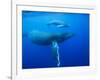 Humpback Whale Cow and Calf Underwater-Paul Souders-Framed Photographic Print