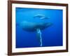 Humpback Whale Cow and Calf Underwater-Paul Souders-Framed Photographic Print