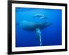 Humpback Whale Cow and Calf Underwater-Paul Souders-Framed Photographic Print