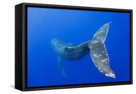 Humpback Whale Diving from Surface-Paul Souders-Framed Stretched Canvas