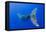 Humpback Whale Diving from Surface-Paul Souders-Framed Stretched Canvas