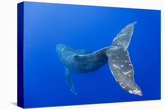 Humpback Whale Diving from Surface-Paul Souders-Stretched Canvas