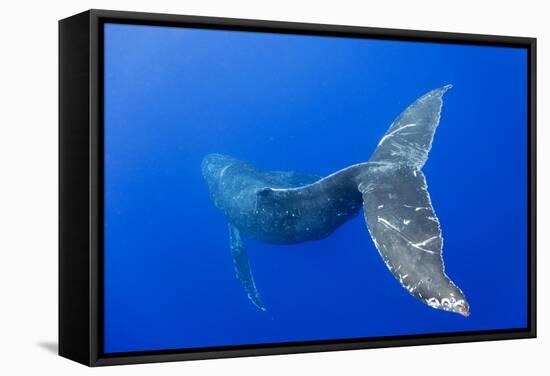 Humpback Whale Diving from Surface-Paul Souders-Framed Stretched Canvas