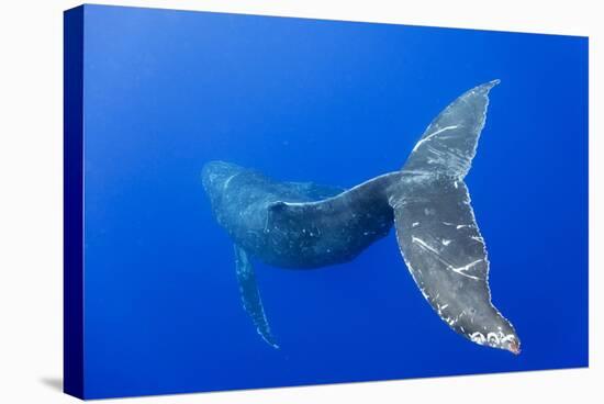 Humpback Whale Diving from Surface-Paul Souders-Stretched Canvas