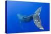 Humpback Whale Diving from Surface-Paul Souders-Stretched Canvas