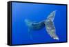 Humpback Whale Diving from Surface-Paul Souders-Framed Stretched Canvas