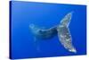 Humpback Whale Diving from Surface-Paul Souders-Stretched Canvas