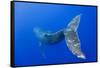 Humpback Whale Diving from Surface-Paul Souders-Framed Stretched Canvas