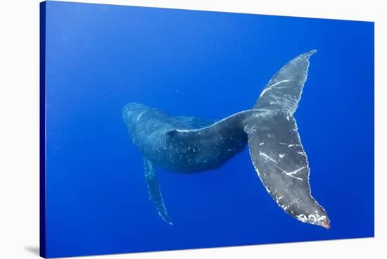 Humpback Whale Diving from Surface-Paul Souders-Stretched Canvas