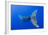 Humpback Whale Diving from Surface-Paul Souders-Framed Photographic Print