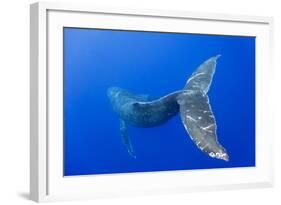 Humpback Whale Diving from Surface-Paul Souders-Framed Photographic Print