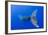 Humpback Whale Diving from Surface-Paul Souders-Framed Photographic Print