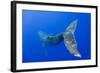 Humpback Whale Diving from Surface-Paul Souders-Framed Photographic Print