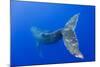 Humpback Whale Diving from Surface-Paul Souders-Mounted Photographic Print