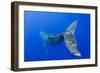 Humpback Whale Diving from Surface-Paul Souders-Framed Photographic Print