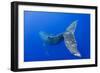 Humpback Whale Diving from Surface-Paul Souders-Framed Photographic Print