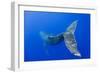 Humpback Whale Diving from Surface-Paul Souders-Framed Photographic Print