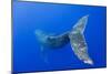 Humpback Whale Diving from Surface-Paul Souders-Mounted Photographic Print