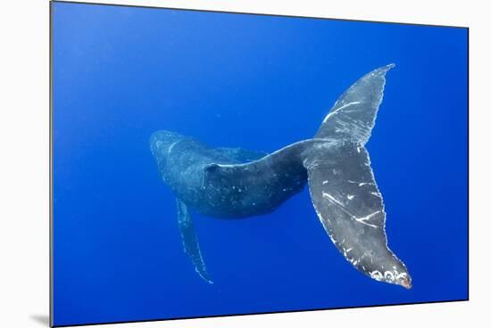 Humpback Whale Diving from Surface-Paul Souders-Mounted Photographic Print