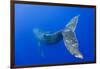 Humpback Whale Diving from Surface-Paul Souders-Framed Photographic Print