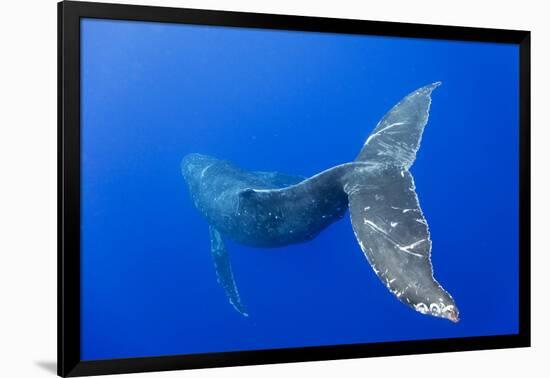 Humpback Whale Diving from Surface-Paul Souders-Framed Photographic Print