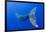 Humpback Whale Diving from Surface-Paul Souders-Framed Photographic Print