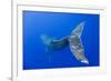 Humpback Whale Diving from Surface-Paul Souders-Framed Photographic Print