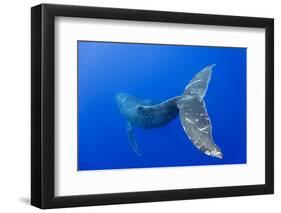 Humpback Whale Diving from Surface-Paul Souders-Framed Photographic Print