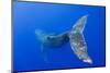 Humpback Whale Diving from Surface-Paul Souders-Mounted Photographic Print